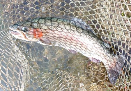 ひっさしぶりのフライフィッシング ～フィッ…